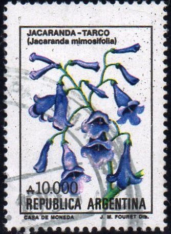Jacaranda mimosi-folia