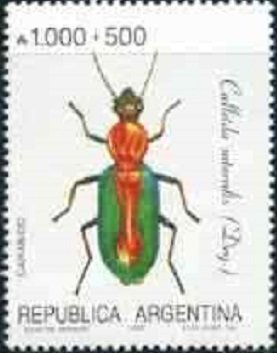 (Calleido suturalis)