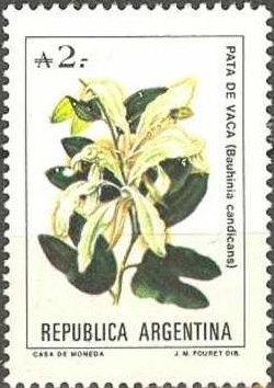Bauhinia Candicans