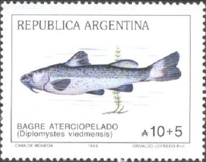 Otuno (Diplomystes viedmensis)