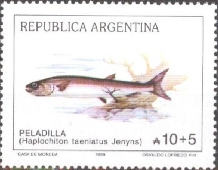 (Haplochiton taeniatus) 