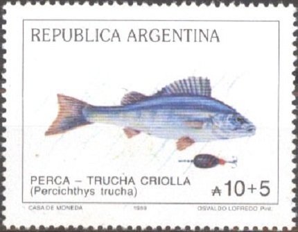 Creole Perch (Percichthys trucha) 