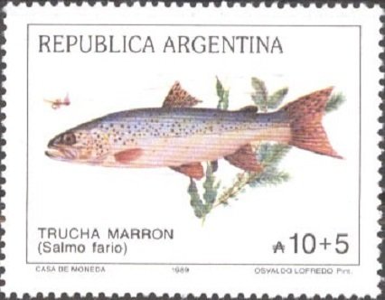 Brown Trout (Salmo trutta)