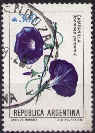 Ipomoea purpurea