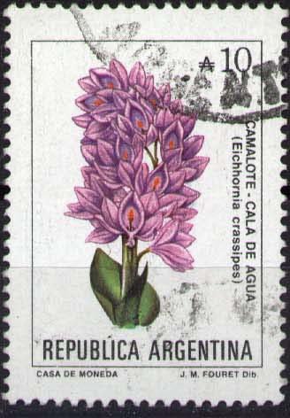 Eichhornia crasipes