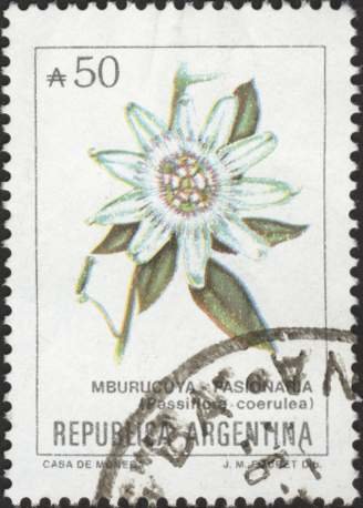 Flowers- Passiflora coerulea