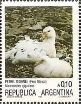 Southern Giant Petrel (Macronectes giganteus)