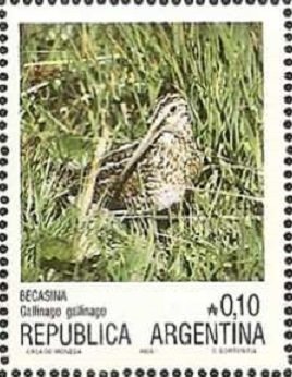 Common Snipe (Gallinago gallinago)