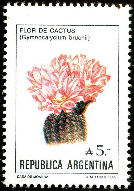 Gymnocalycium bruchii