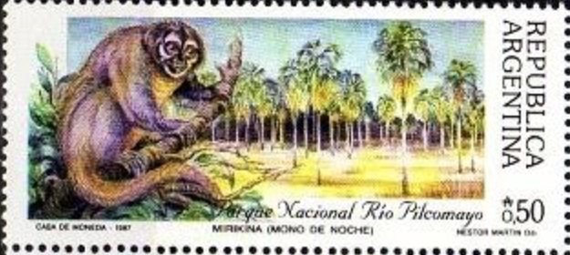 Río Pilcomayo National Park - Night Monkey (Aotus sp.)