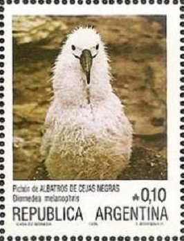 Black-browed Albatross (Diomedea melanophris)
