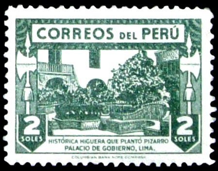 Historic Fig Tree
