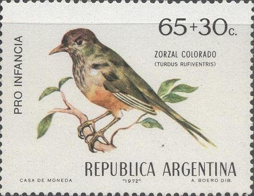 Rufous-bellied Trush (Turdus rufiventris) 