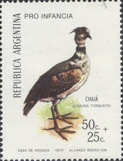 Southern Screamer (Chauna torquata)
