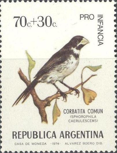 Double-collared Seedeater (Sporophila caerulescens)