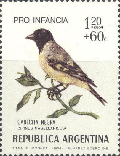 Hooded Siskin (Spinus magellanicus)