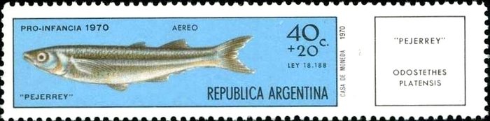 Argentinian Silverside (Odosthetes bonarensis)