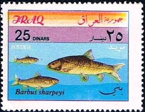 Barbel (Barbus sharpeyi)