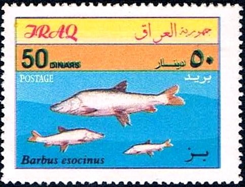 Mangar (Barbus esocinus)