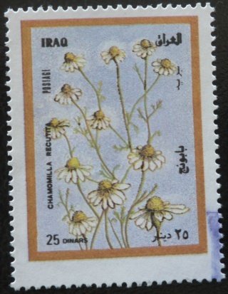 Chamomile