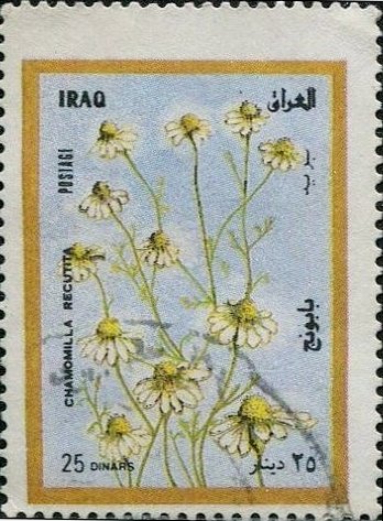 Chamomile