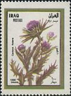 Nodding thistle