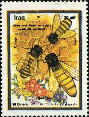 European Honey Bee (Apis mellifera)