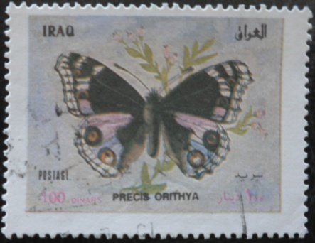 Blue Pansy (Precis orithya)