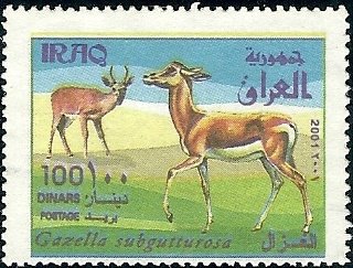 Goitered Gazelle (Gazella subgutturosa) 