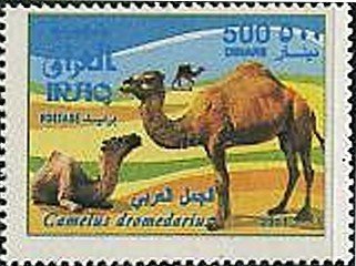 Dromedary (Camelus dromedarius)