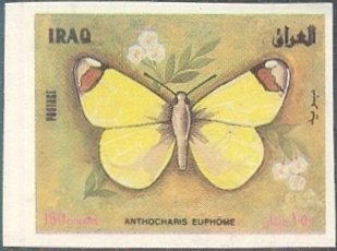 Provence Orange Tip (Anthocharis euphenoides)