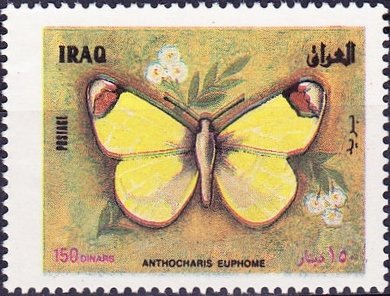 Stamp, Provence Orange Tip (Anthocharis euphenoides), Iraq,  , Butterflies