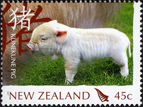 Kunekune Piglet (Sus scrofa domestica)