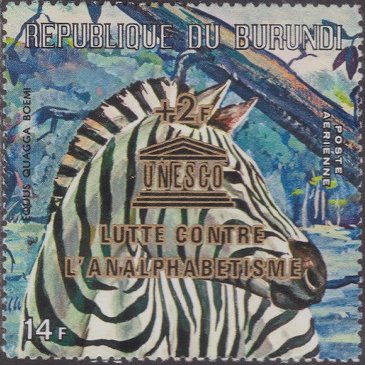 Plains Zebra (Equus quagga)