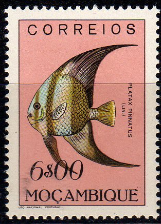 Dusky Batfish (Platax pinnatus)