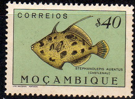 Porky (Stephanolepis auratus)