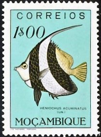 Pennant Coralfish (Heniochus acuminatus)