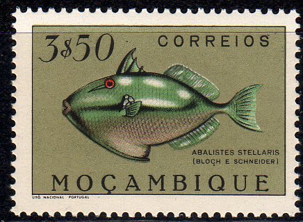 Starry Triggerfish (Abalistes stellaris)
