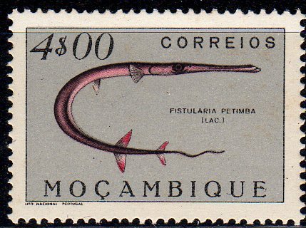 Red Cornetfish (Fistularia petimba)