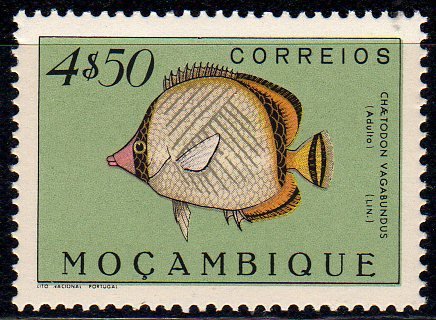 Vagabond Butterflyfish (Chaetodon vagabundus)