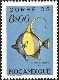 Moorish Idol (Zanclus canescens)