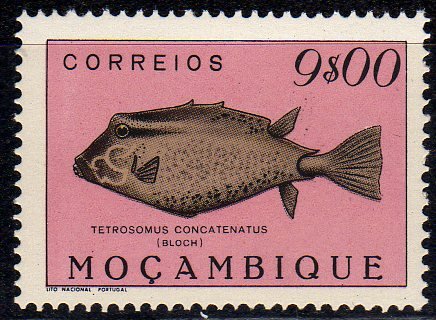 Triangular Boxfish (Tetrosomus concatenatus)