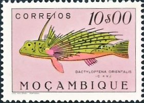 Oriental Flying Gurnard (Dactyloptena orientalis)