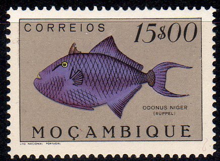 Red-toothed Triggerfish (Odonus niger)