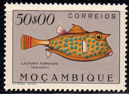 Thornback Cowfish (Lactoria fornasini)