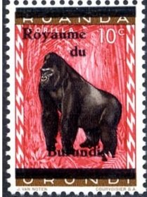 Gorilla (Gorilla gorilla)