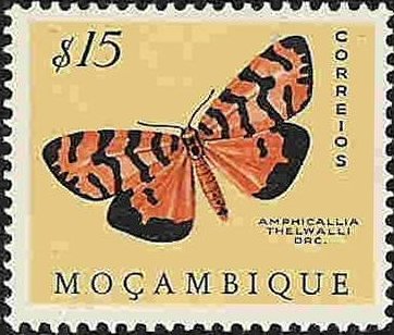 Moth (Amphicallia thelwalli)