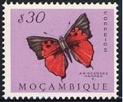 Common Scarlet (Axiocerses harpax)