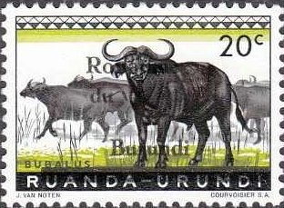 African Buffalo (Syncerus caffer)