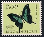 Apple-green Swallowtail (Papilio phorcas ssp. ansorgei)